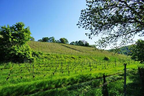 Weinberge - In den Radebeuler Weinbergen - 2.050,00 EUR Kaltmiete, ca.  157,50 m² Wohnfläche