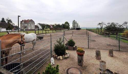 09_paddock_DSC_2841_prep.jpg - 