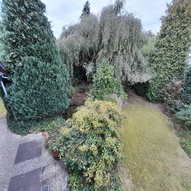 Blick in den Garten - 