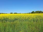 Feld - 
