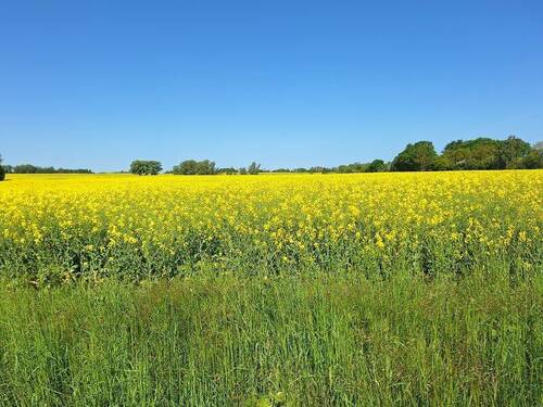 Feld - 