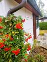 Hausansicht - 1 Zimmer Bungalow zum Kaufen in Gommern