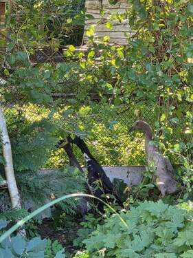 Gartenteich - 