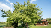 Eingewachsener Gartenbereich - 