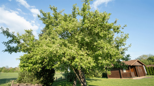 Eingewachsener Gartenbereich - 