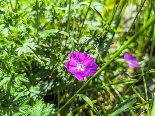 Garten Ansicht II - 