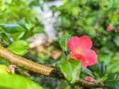 Garten Ansicht III - 