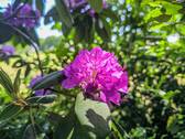 Garten Ansicht IV - 