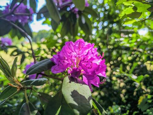 Garten Ansicht IV - 