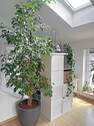 Herrlich viel Tageslicht - 