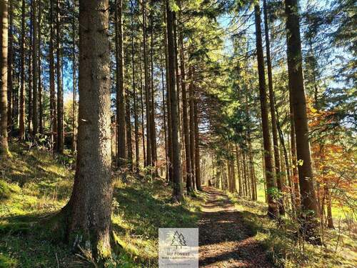 Waldverkauf-ostallgaeu_13.jpg - 