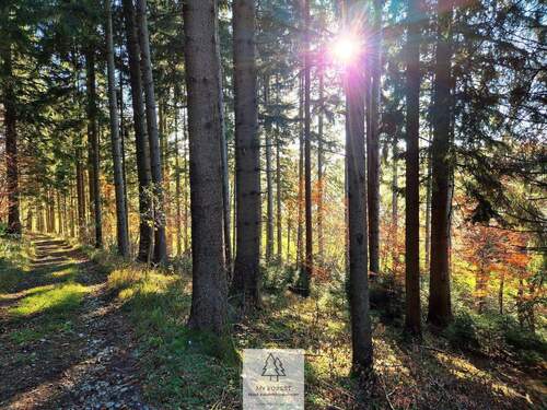 Waldverkauf-ostallgaeu_05.jpg - 