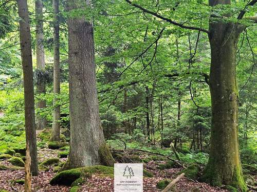 20250610_164726.jpg - Einfamilienhaus zum Kaufen in Schönberg