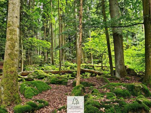 20250610_164633.jpg - Einfamilienhaus in Schönberg