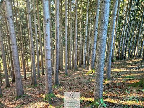 Waldverkauf-ostallgaeu_21.jpg - 