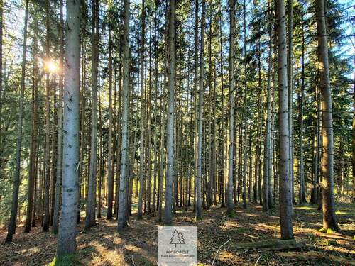 Waldverkauf-ostallgaeu_23.jpg - 