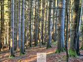Waldverkauf-ostallgaeu_24.jpg - 