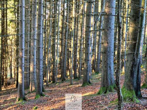 Waldverkauf-ostallgaeu_24.jpg - 