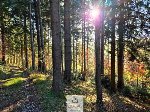 Waldverkauf-ostallgaeu_05.jpg - 