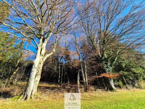 Waldverkauf-ostallgaeu_08.jpg - 