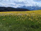 Frühling im Allgäu - 