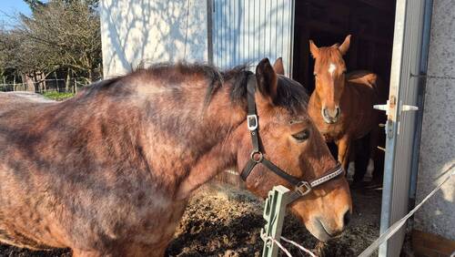Überwinterungsmöglichkeit beim Haus - 