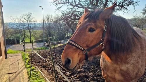 Pferd in der Nähe vom Haus - 1 Zimmer Mehrfamilienhaus, Wohnhaus zum Kaufen in Schlüchtern