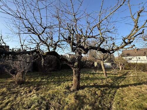 alter Obstbaumbestand - 