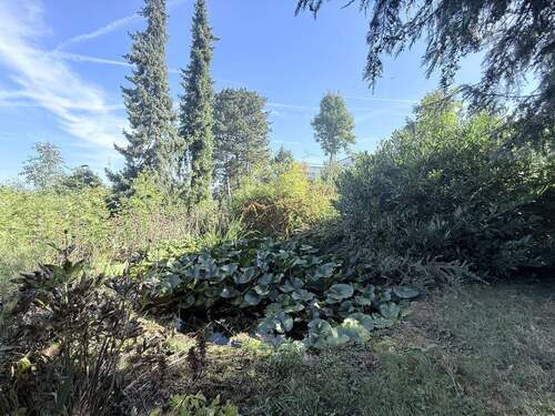 Seerosenteich - 