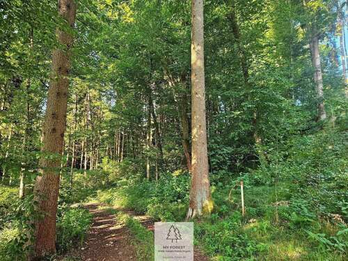 waldverkauf-krumbach_14.jpg - 