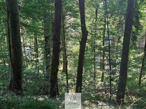 waldverkauf-krumbach_15.jpg - 