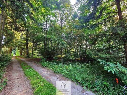 waldverkauf-krumbach_18.jpg - 