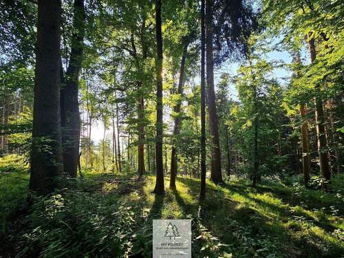 waldverkauf-krumbach_04.jpg - Einfamilienhaus in Ursberg zum Kaufen