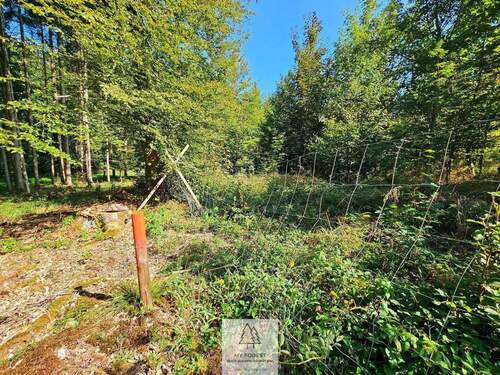 waldverkauf-ingolstadt_11.jpg - 