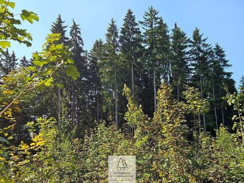 waldverkauf-ingolstadt_20.jpg - 