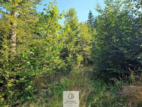 waldverkauf-ingolstadt_21.jpg - 