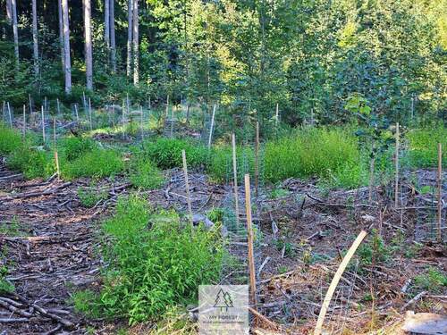 waldverkauf-ingolstadt_18.jpg - 