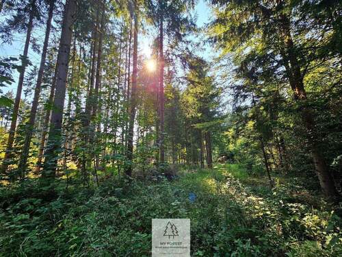 waldverkauf-ingolstadt_23.jpg - 