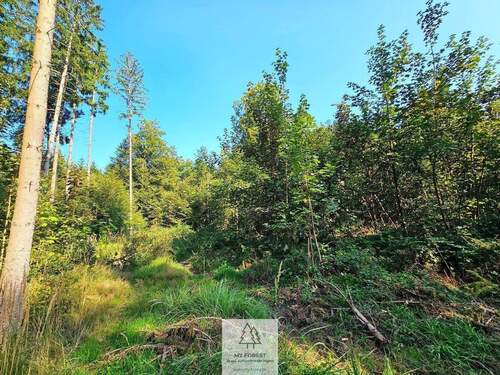 waldverkauf-ingolstadt_29.jpg - 