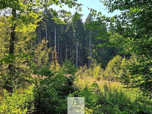 waldverkauf-ingolstadt_02.jpg - 