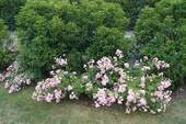 Garten Details - 
