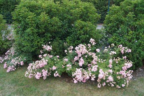 Garten Details - 