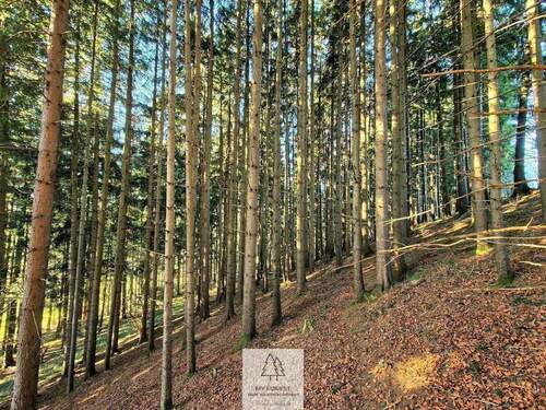 Waldverkauf-ostallgaeu_15.jpg - 