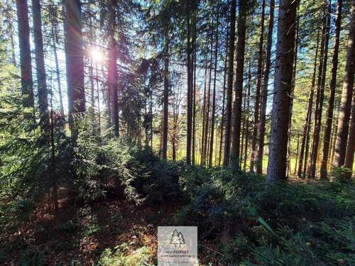 Waldverkauf-ostallgaeu_16.jpg - 