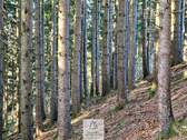 Waldverkauf-ostallgaeu_19.jpg - 