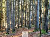 Waldverkauf-ostallgaeu_24.jpg - 