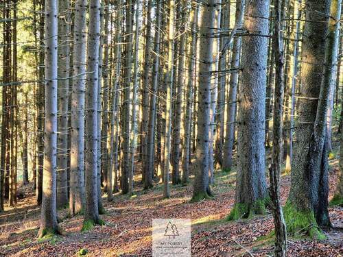Waldverkauf-ostallgaeu_24.jpg - 