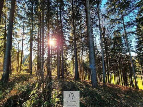 Waldverkauf-ostallgaeu_04.jpg - Einfamilienhaus in Eggenthal zum Kaufen