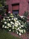 Bepflanzung hinten - 