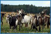 Ziegenherde - 